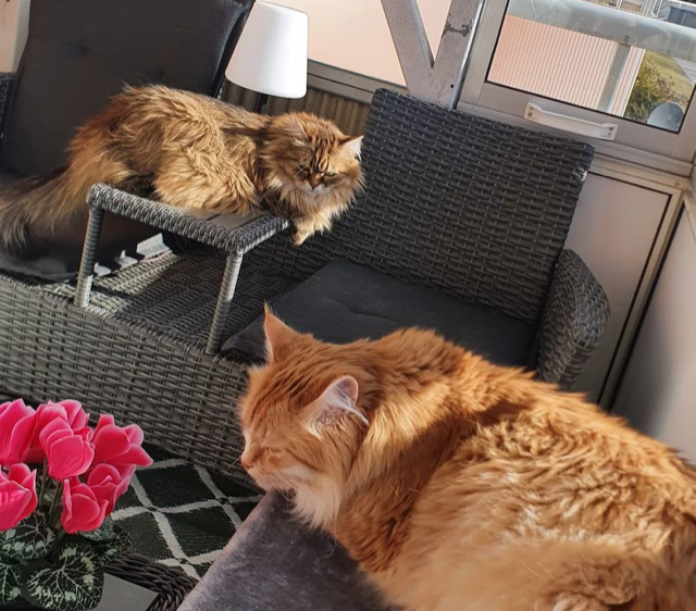 Sibirisk katt Nimoy och Odilia